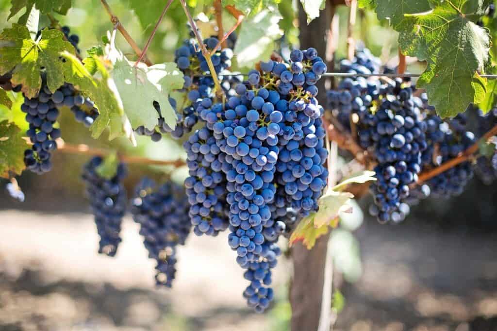 purple grapes, vineyard, napa valley-553464 American Wine Specialist