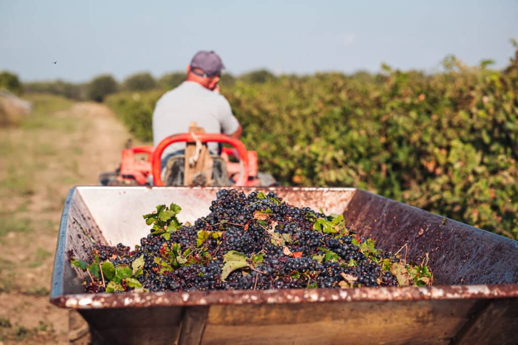 PUGLIA / ITALY - SEPTEMBER 2019: Seasonal harvesting of Primiti Master of Wine Terroir