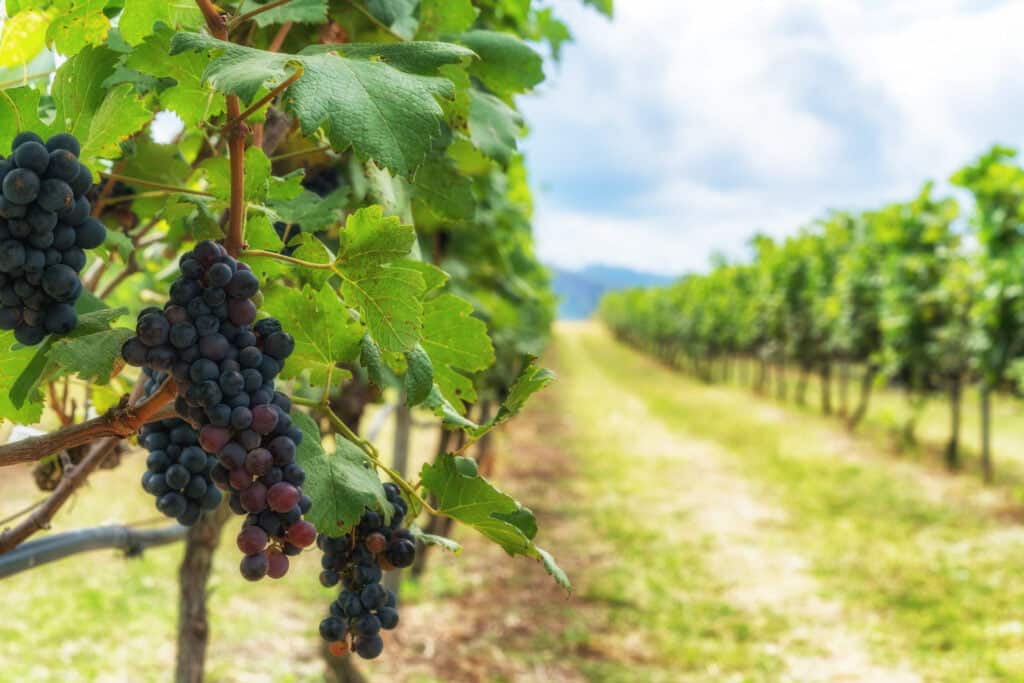 Grape and vineyard landscape in France Advanced France Wine Course