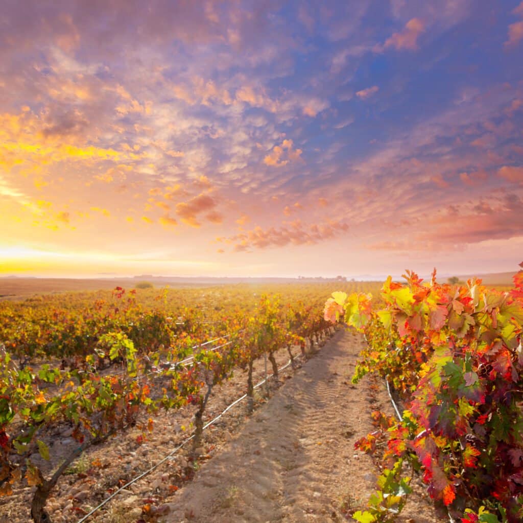 sunrise in vineyard at Utiel Requena vineyards spain Advanced Spanish Wine Course